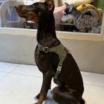 Leather Harness Khaki