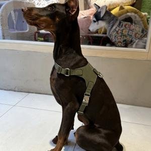 Leather Harness Khaki