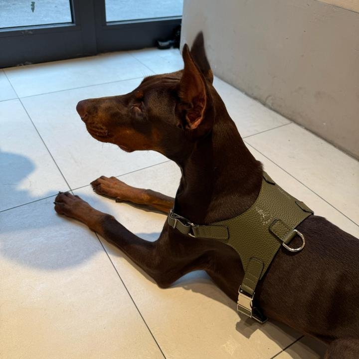 Leather Harness Khaki