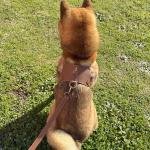Leather Harness Medium